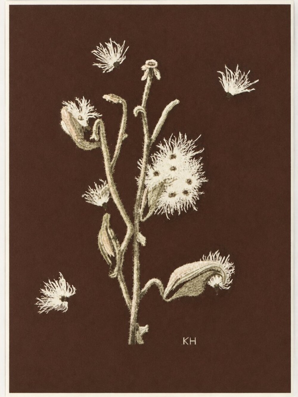 Vintage Kay Hall Woodland Botanical Needlework Series Milkweed Crewel Pattern